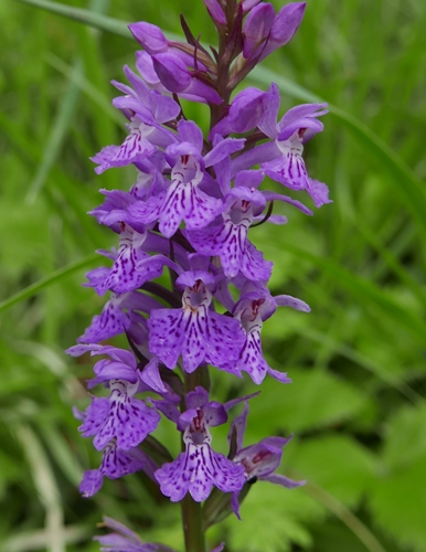 Dactylorhiza maculata subsp. fuchsii